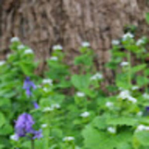 Meet your Posher, Bailey